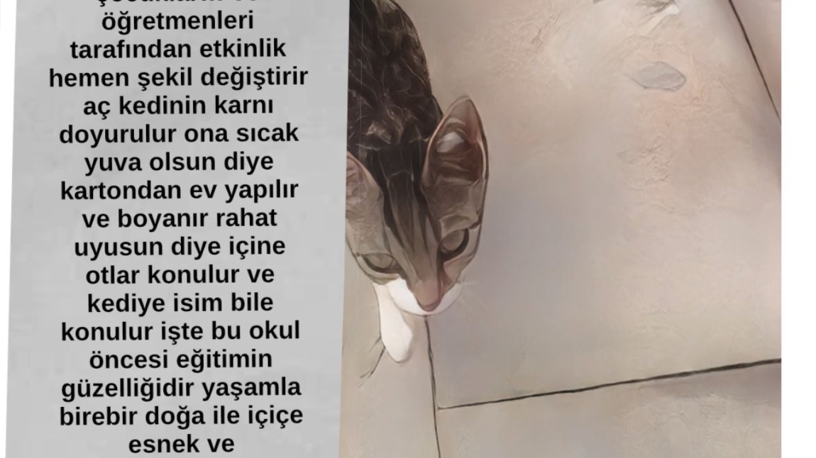 OKULUMUZUN MİNİK KEDİSİ